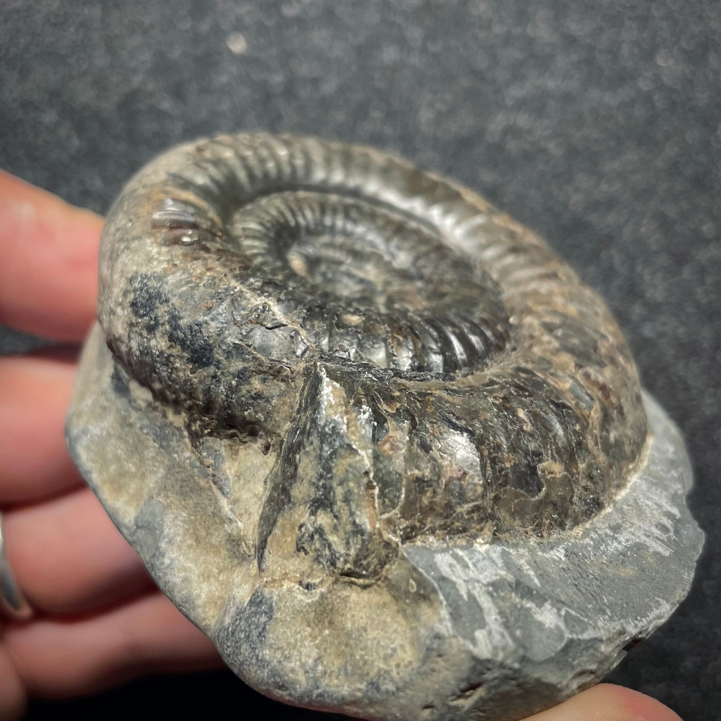F2807 | Ammonite | Dactylioceras commune