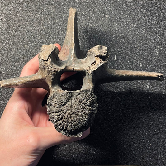 F2448 | Bisonte | Bison sp.