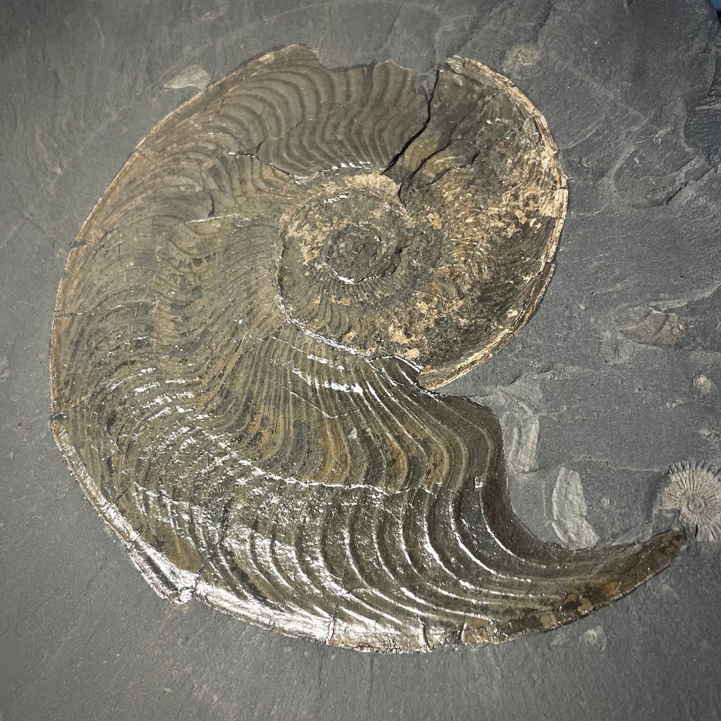 F2178 | Ammonite | Harpoceras falcifer