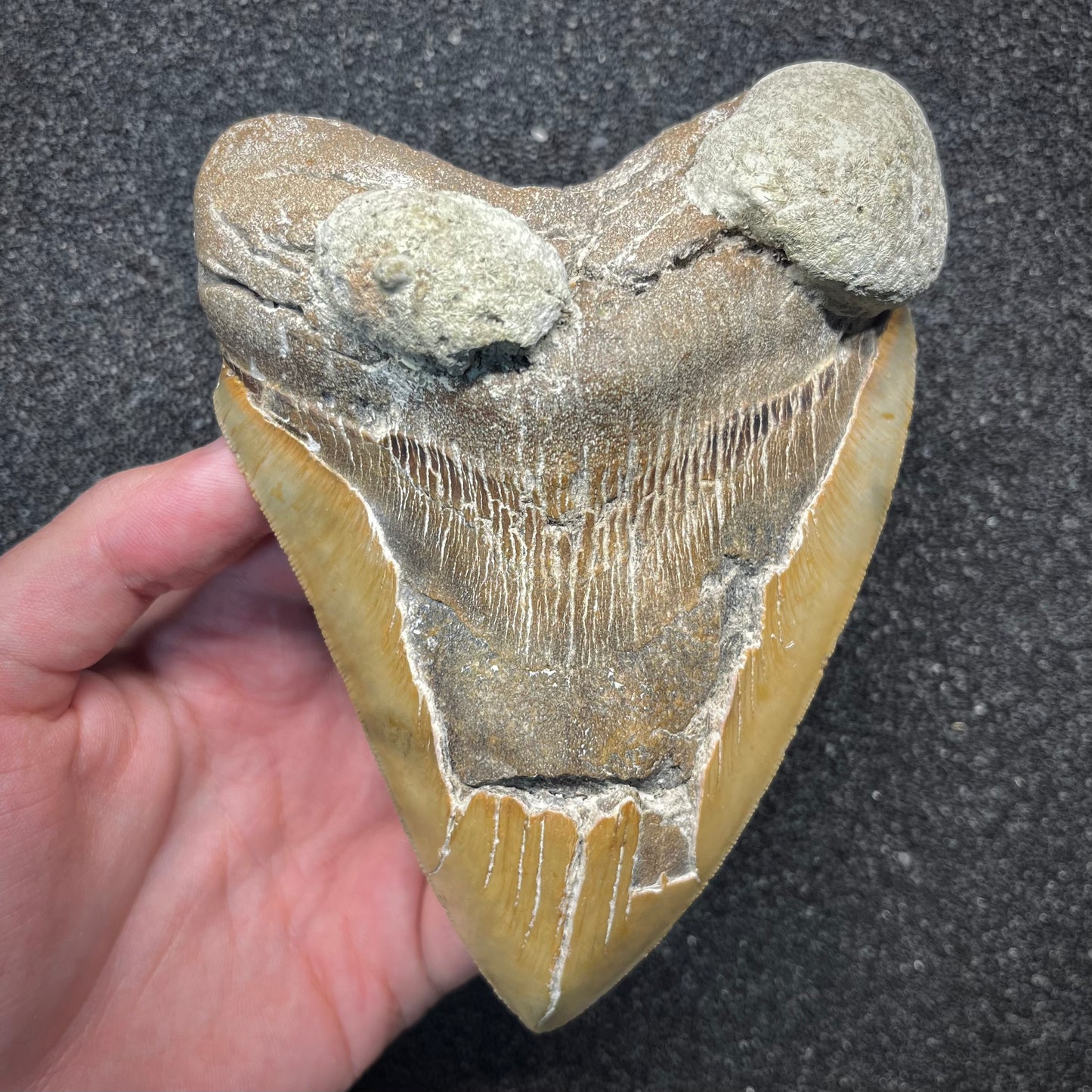 F2930 | Squalo | Otodus megalodon