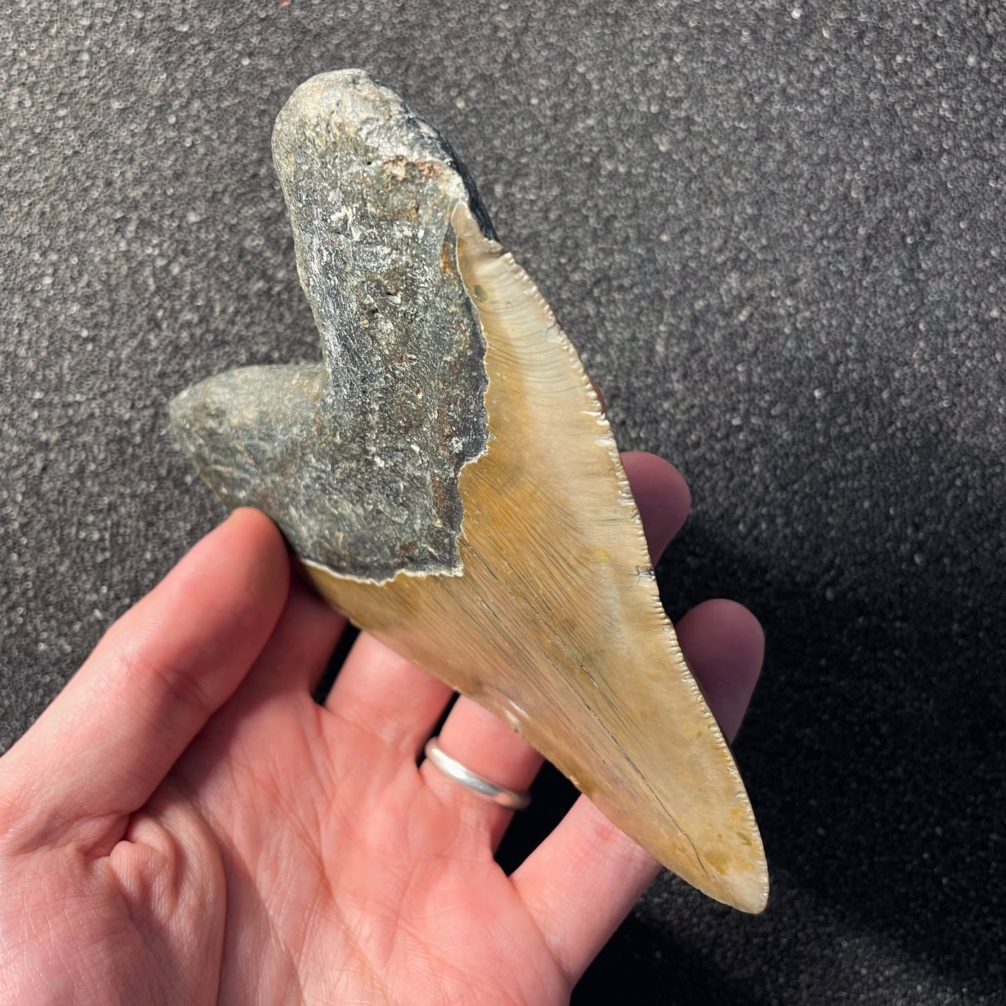 F2358 | Squalo | Otodus megalodon