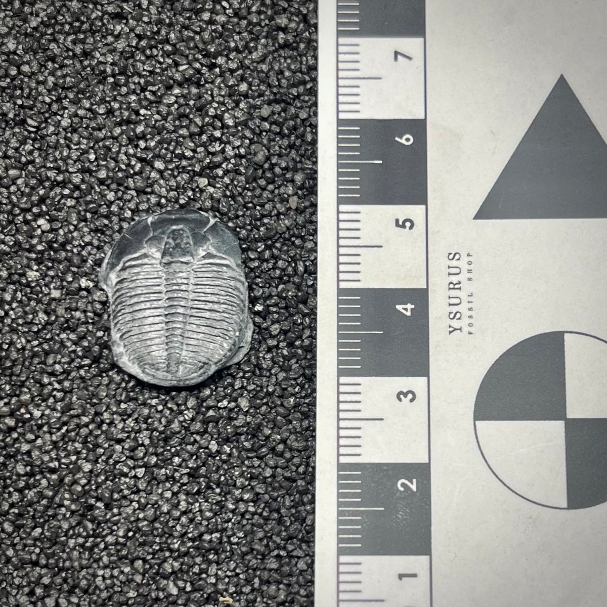 F3019 | Trilobite | Elrathia kingii