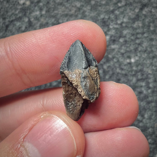 F2026 | Dinosauro | Triceratops sp.