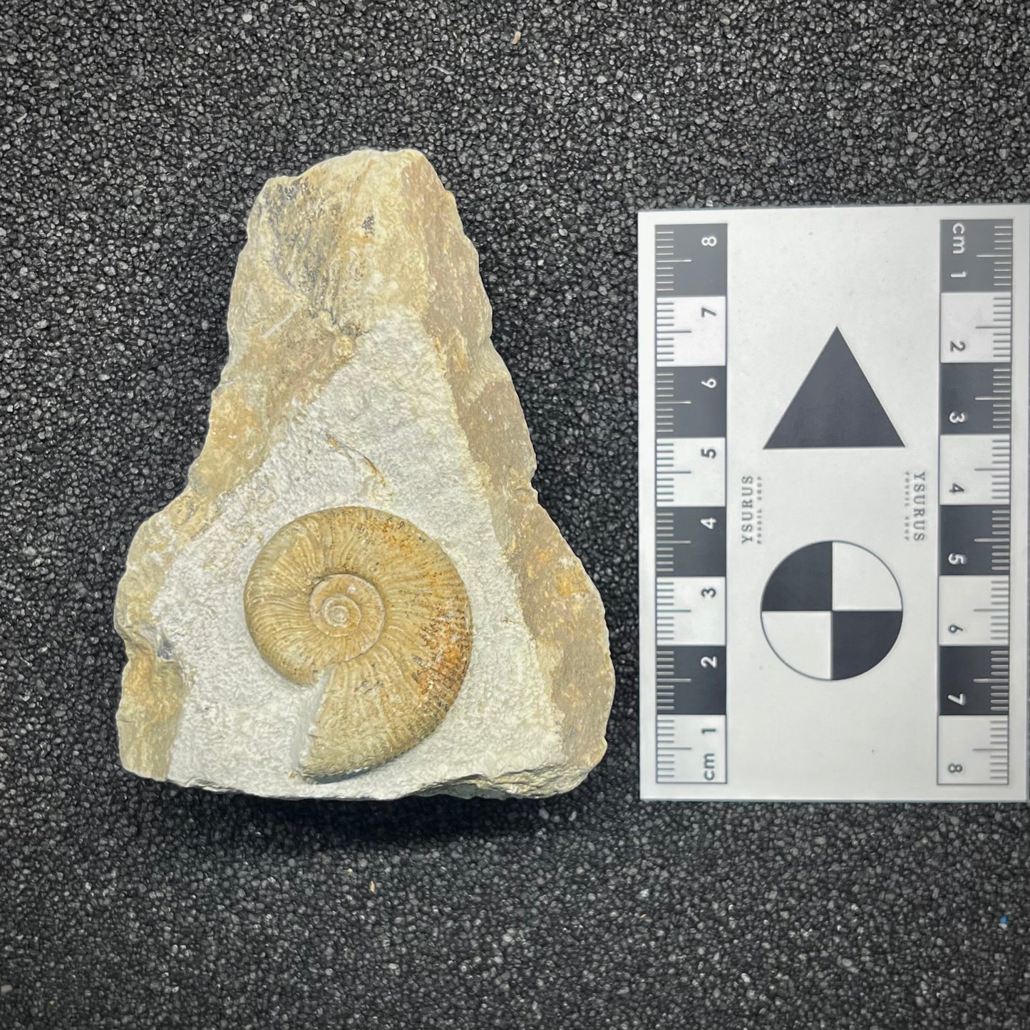 F2896 | Ammonite | Ataxioceras sp.