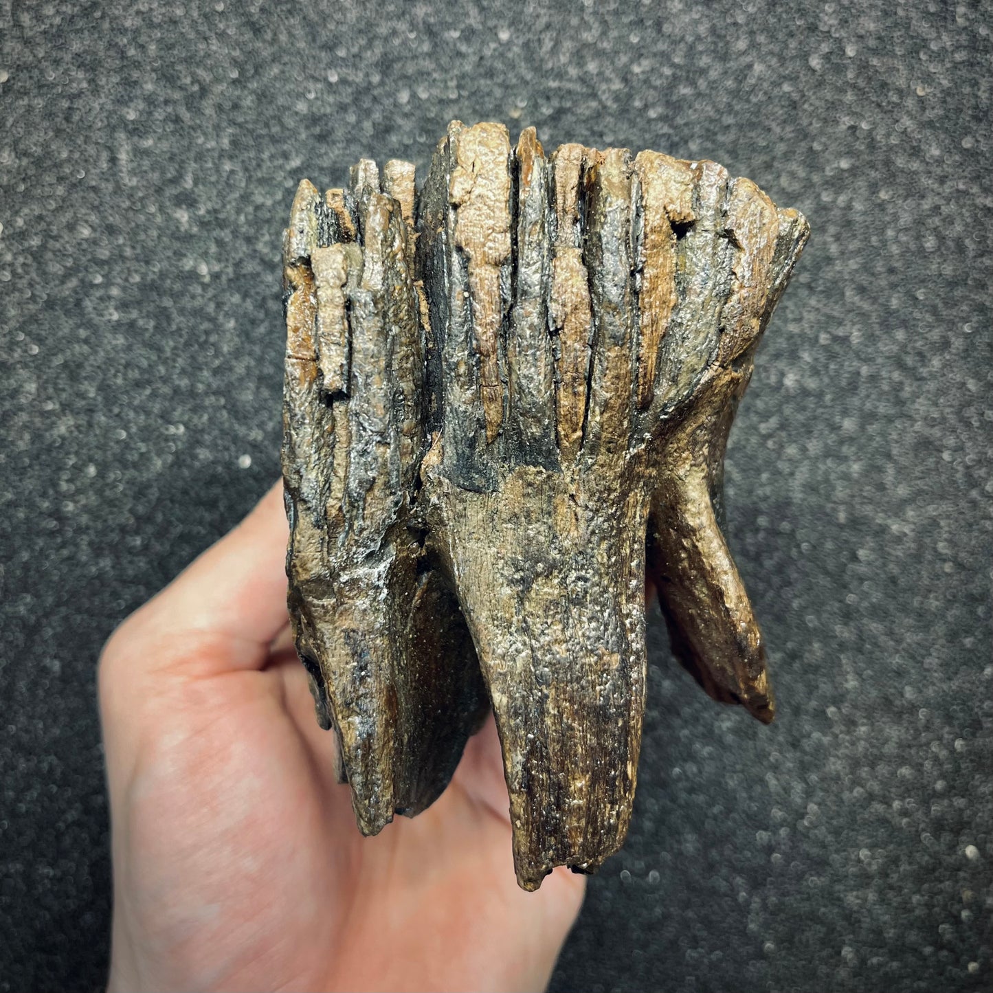 F2781 | Mammut | Mammuthus sp.