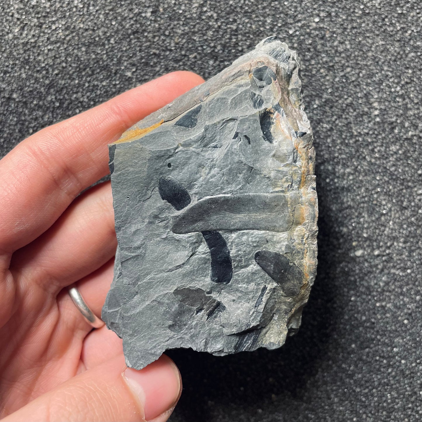 F2484 | Pianta | Linopteris sp.