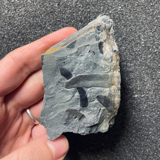 F2484 | Pianta | Linopteris sp.