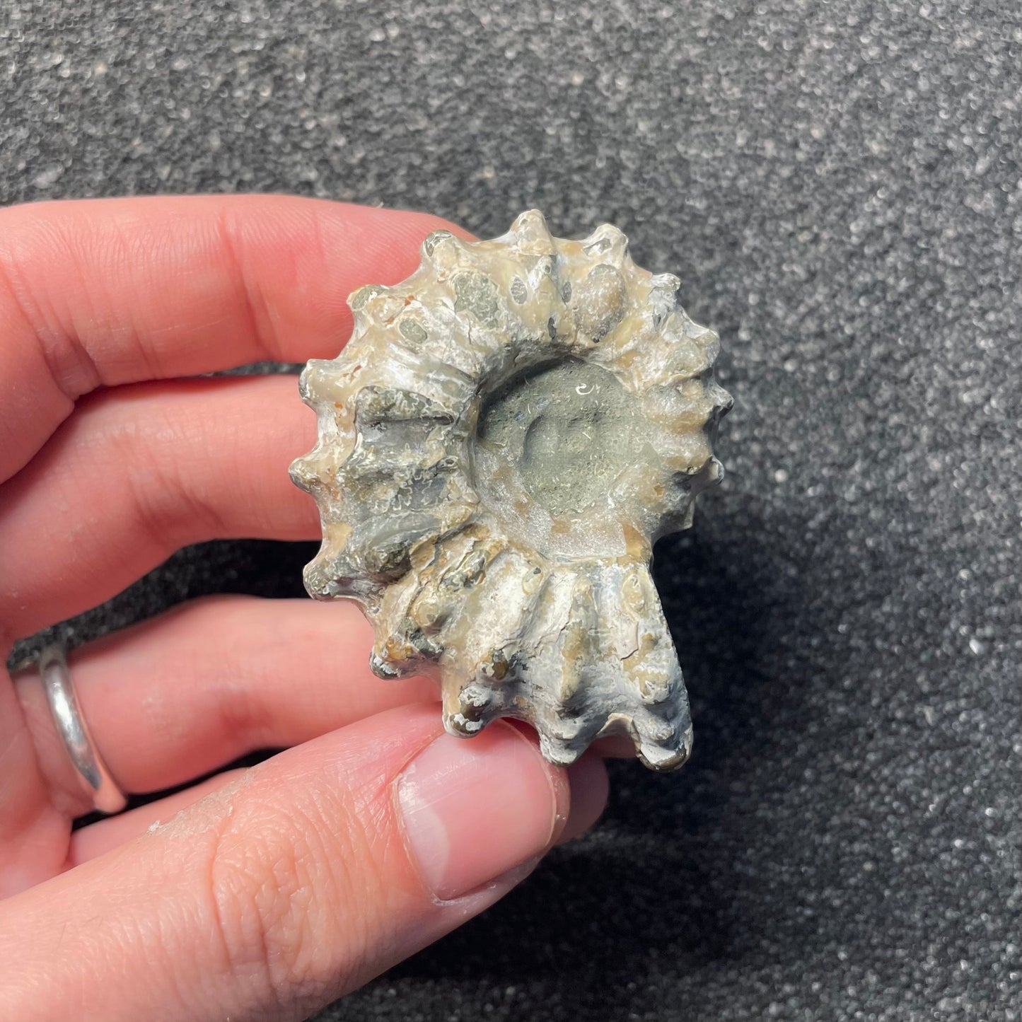 F2385 | Ammonite | Douvilleiceras sp.