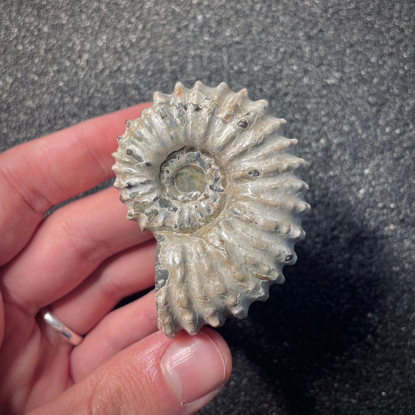 F2159 | Ammonite | Douvilleiceras sp.