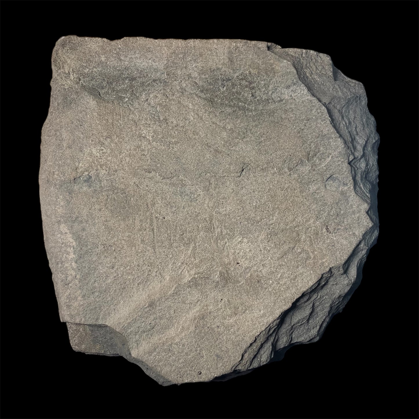 F2181 | Ittiosauro | Ichthyosauria indet.