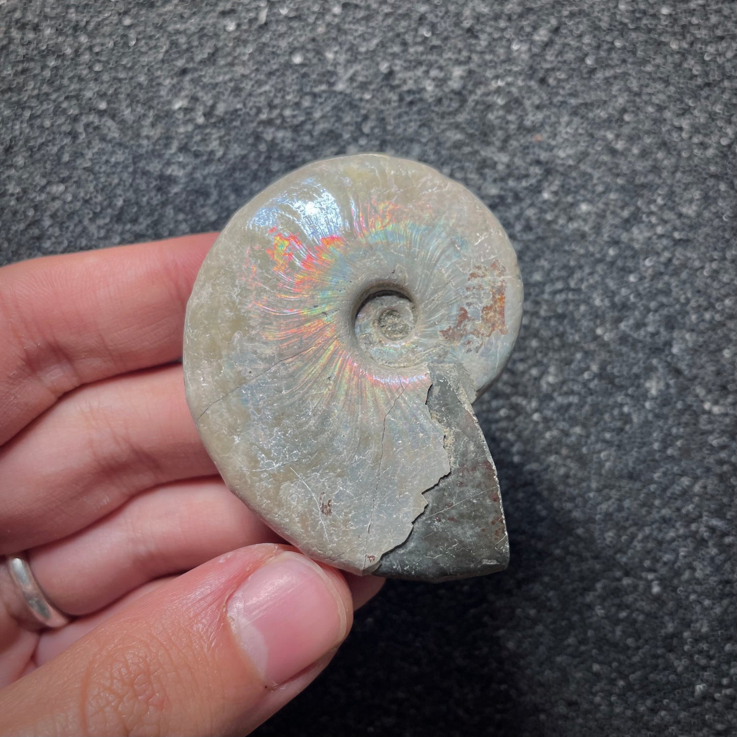 F2017 | Ammonite | Cleoniceras sp.