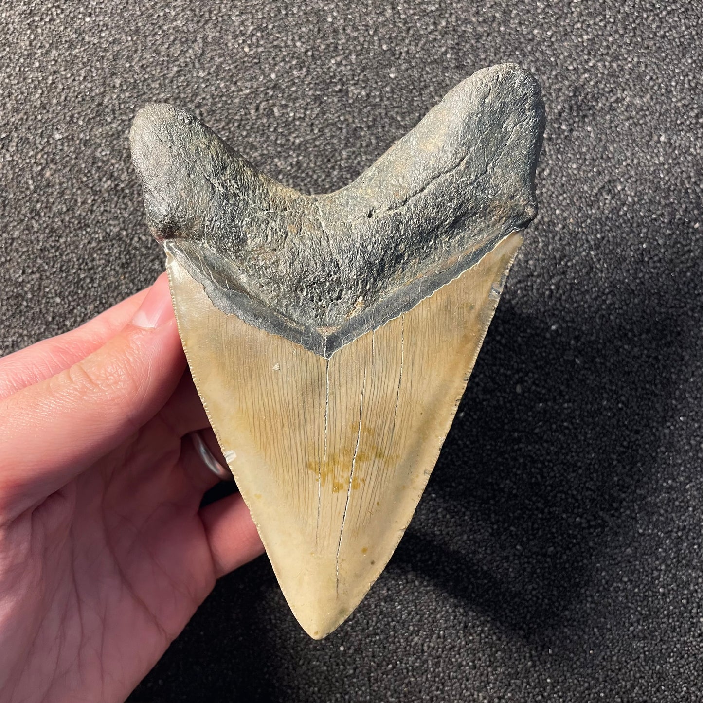 F2359 | Squalo | Otodus megalodon