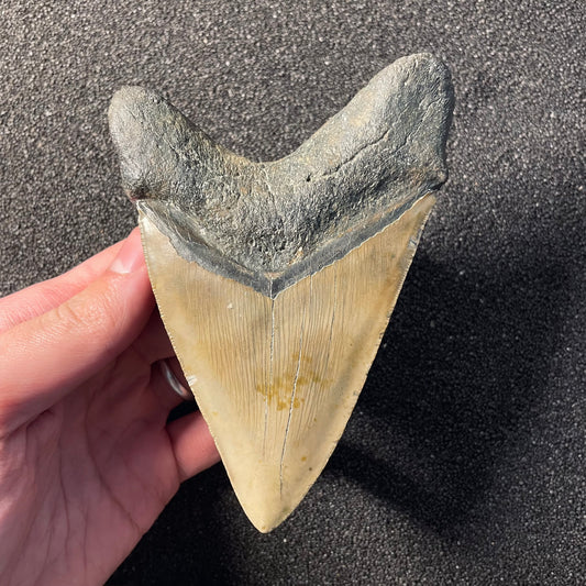 F2359 | Squalo | Otodus megalodon