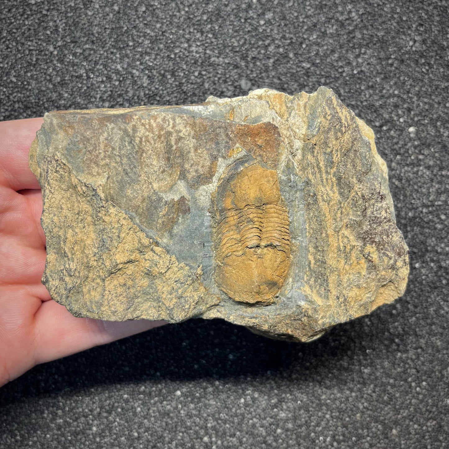F2944 | Trilobite | Ectillaenus giganteus