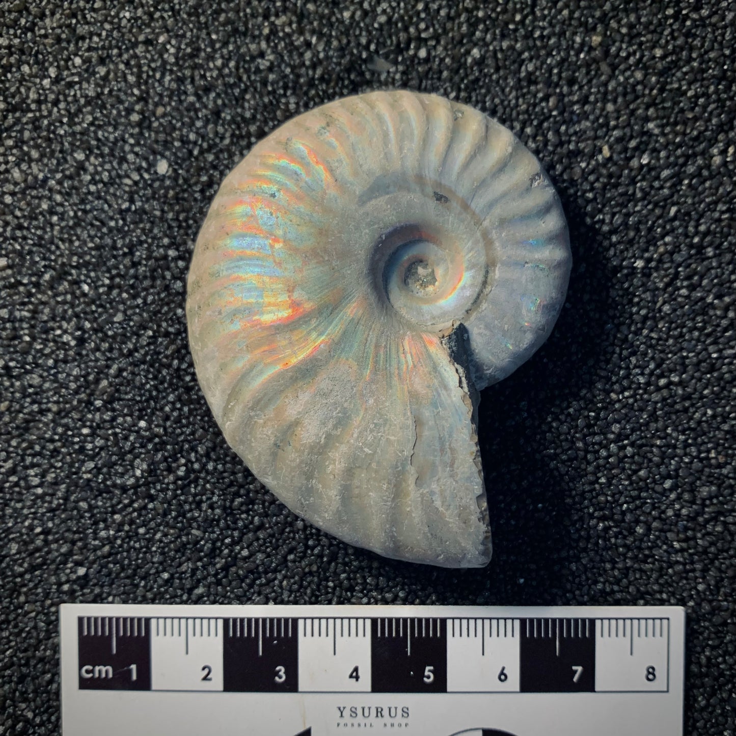 F453 | Ammonite | Cleoniceras sp.