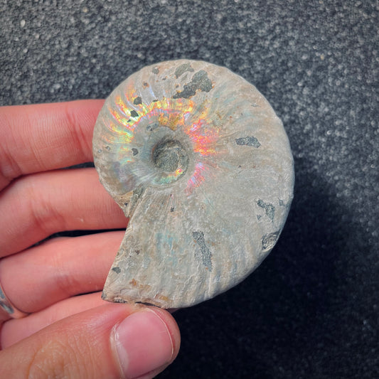 F1871 | Ammonite | Cleoniceras sp.
