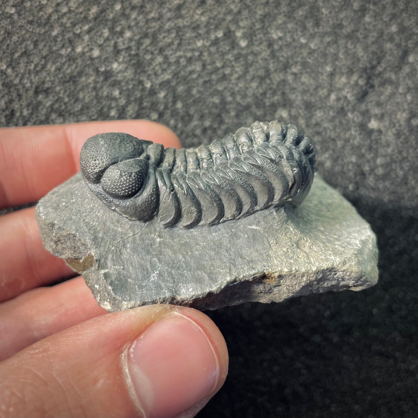 F2606 | Trilobite | Phacopidae indet.