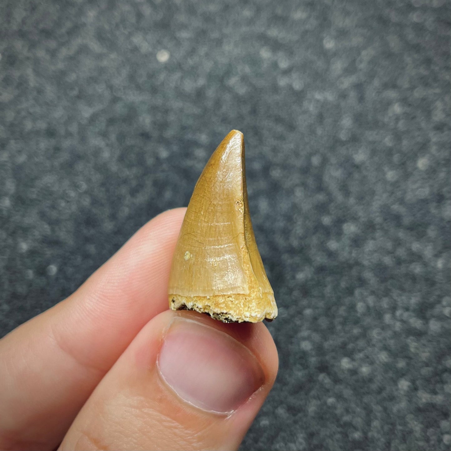 F2686 | Mosasauro | Prognathodon sp.