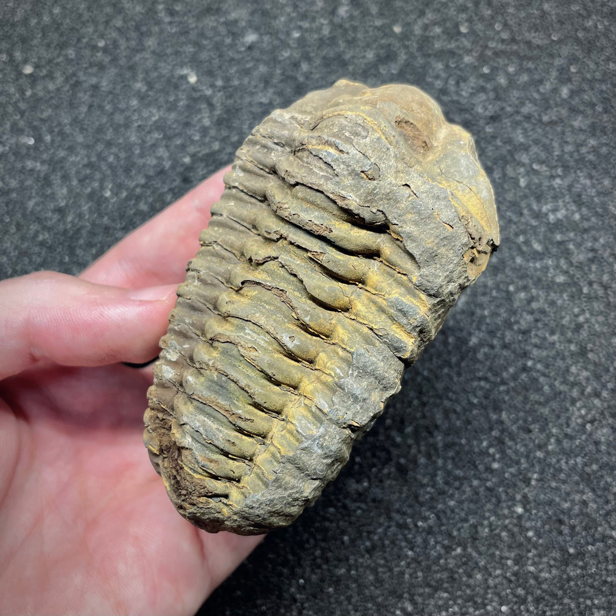 F3011 | Trilobite | Flexicalymene sp.