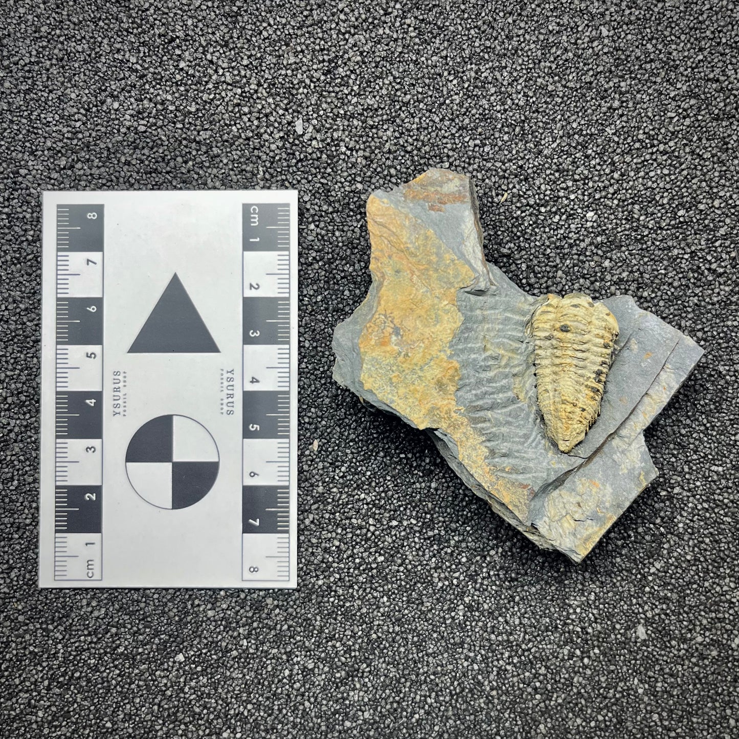 F2945 | Trilobite | Colpocoryphe rouaulti
