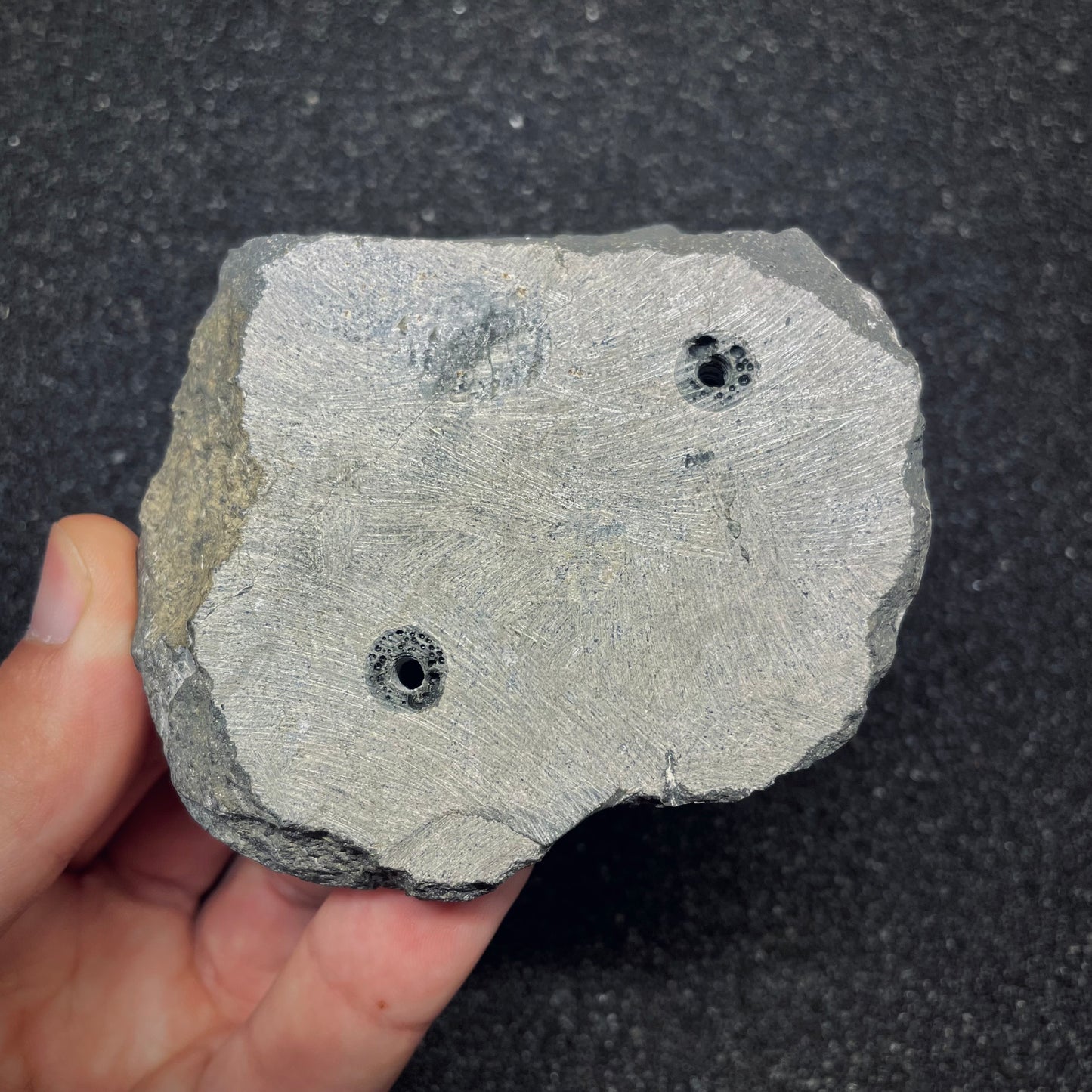 F2614 | Trilobite | Scabriscutellum sp.
