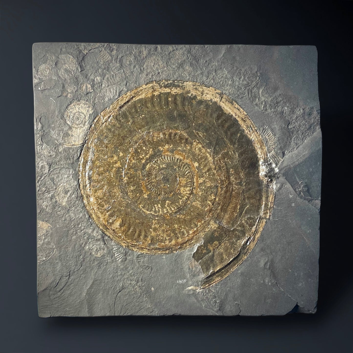 F2177 | Ammonite | Hildoceras sp.