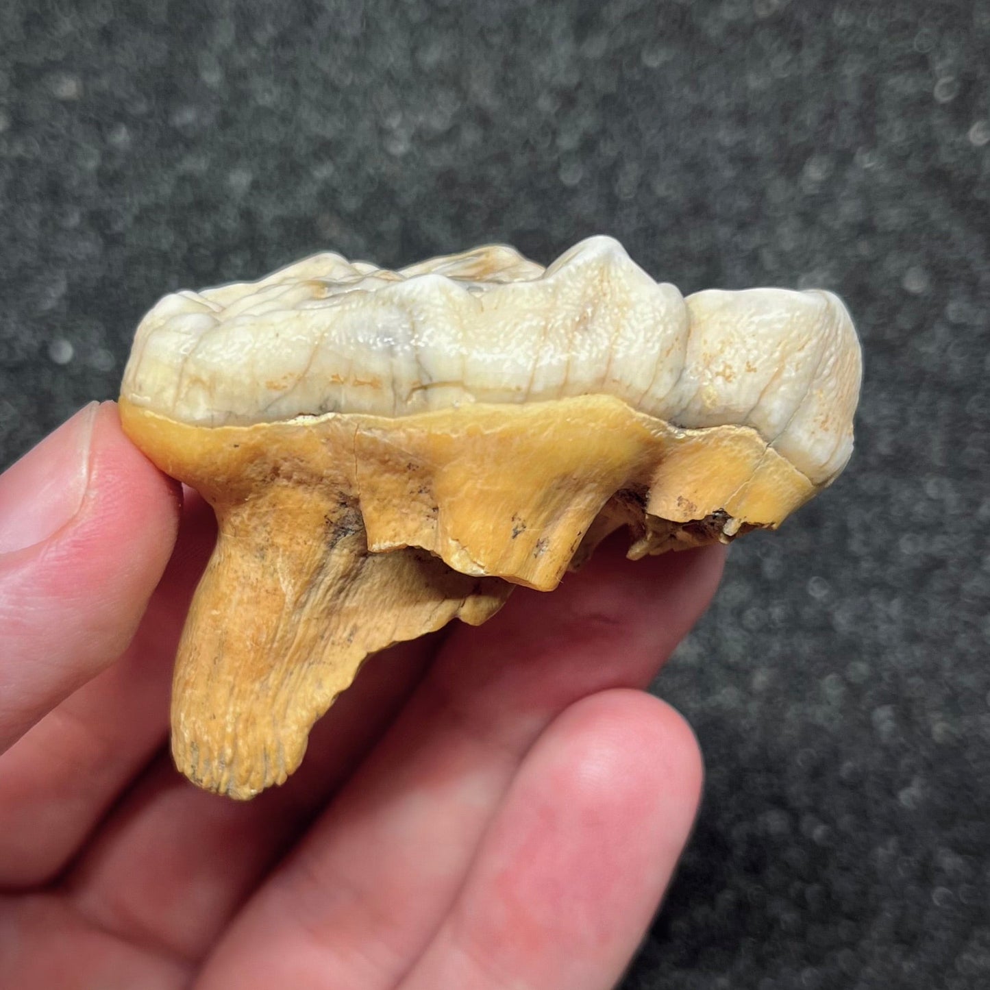 F2994 | Orso | Ursus spelaeus