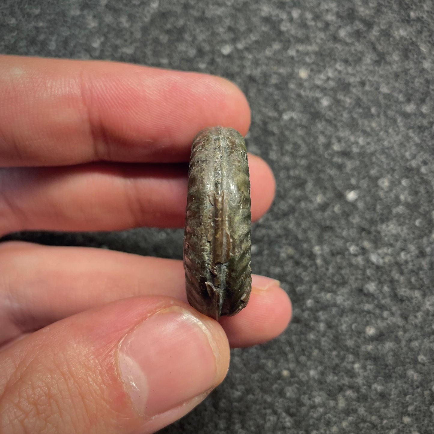 F2812 | Ammonite | Hildoceras sp.