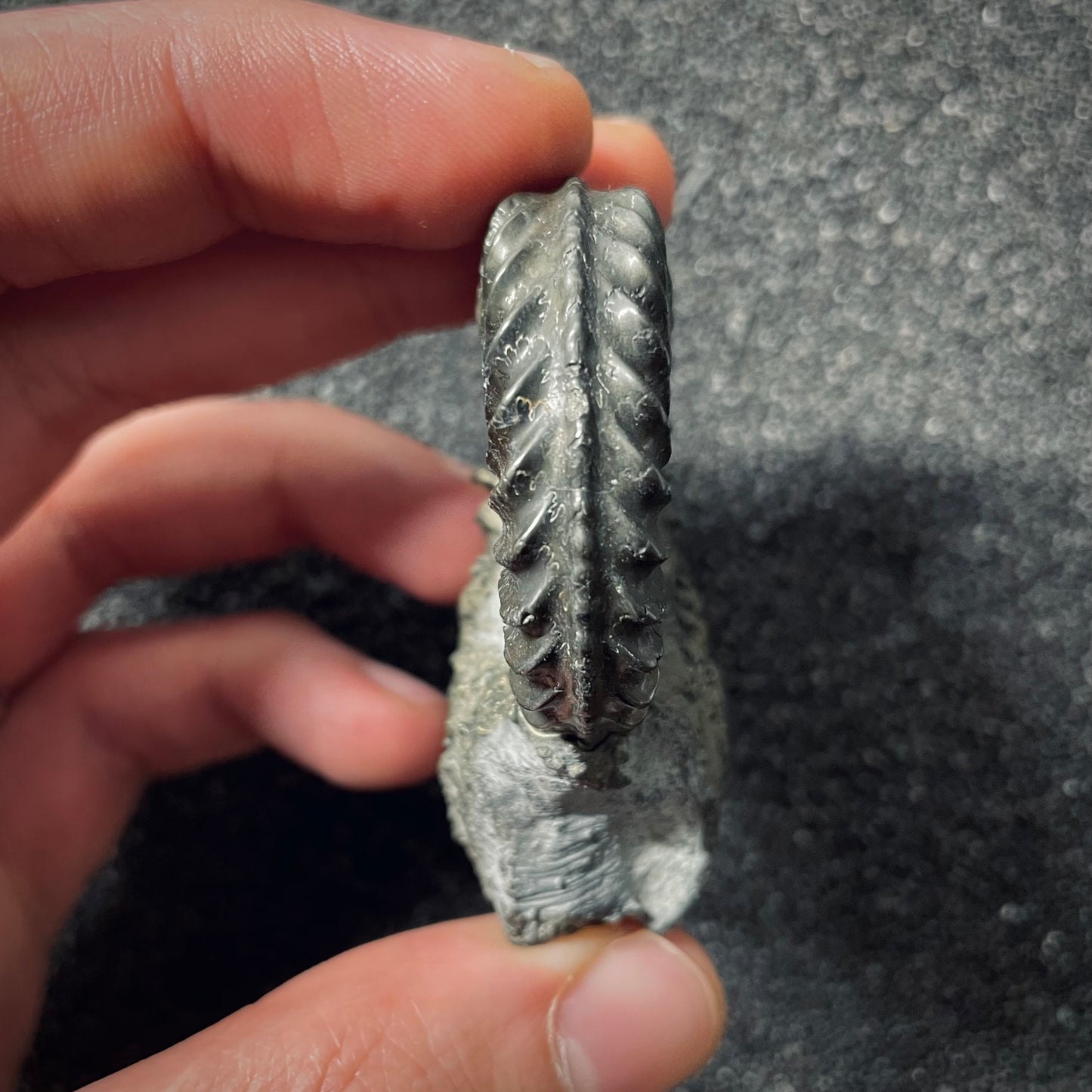 F2562 | Ammonite | Pleuroceras spinatum