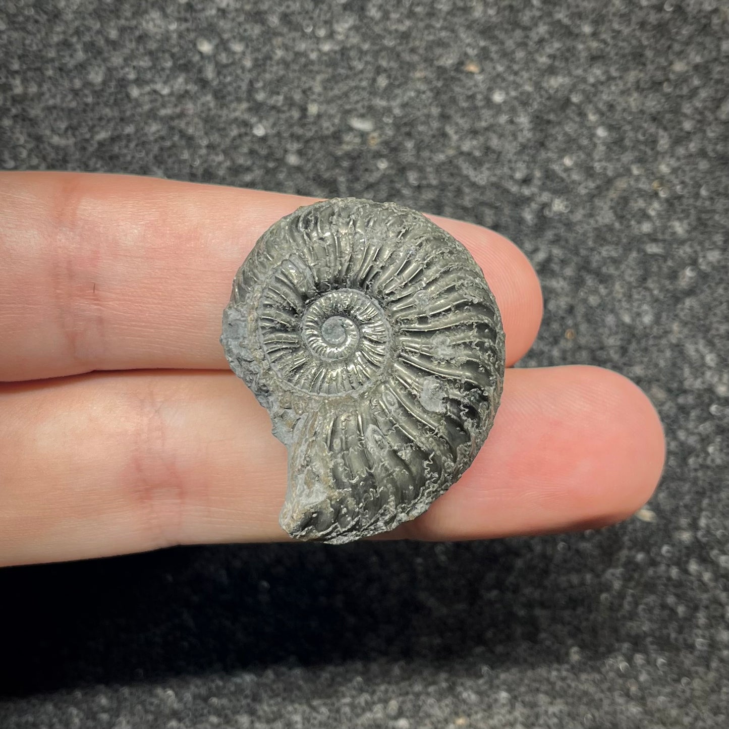 F2879 | Ammonite | Graphoceratidae indet.