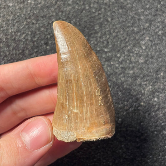 F2277 | Mosasauro | Mosasauridae indet.