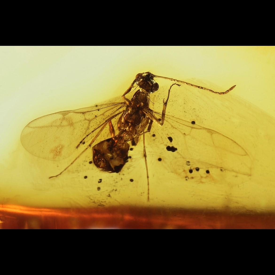 F2416 | Ambra con inclusione | Prenolepis henschei