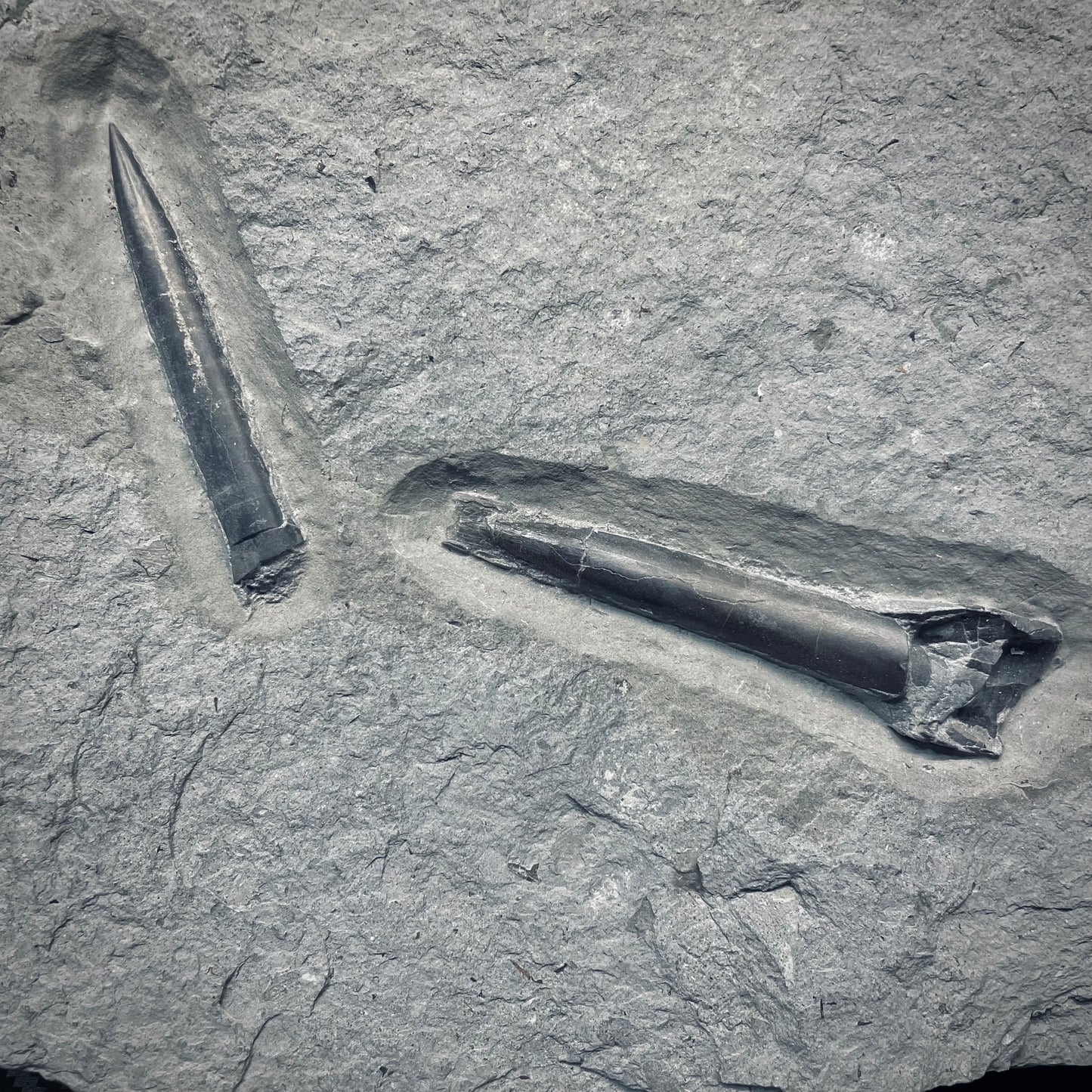 F2805 | Belemnite | Belemnoidea indet.