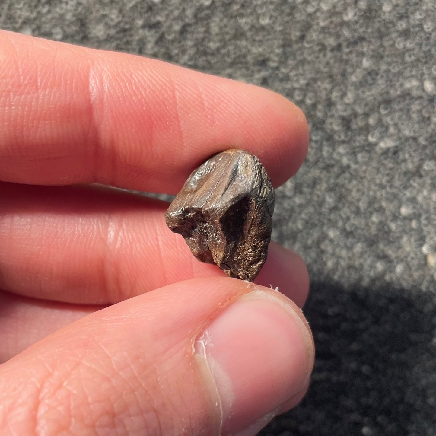 F2522 | Dinosauro | Triceratops sp.
