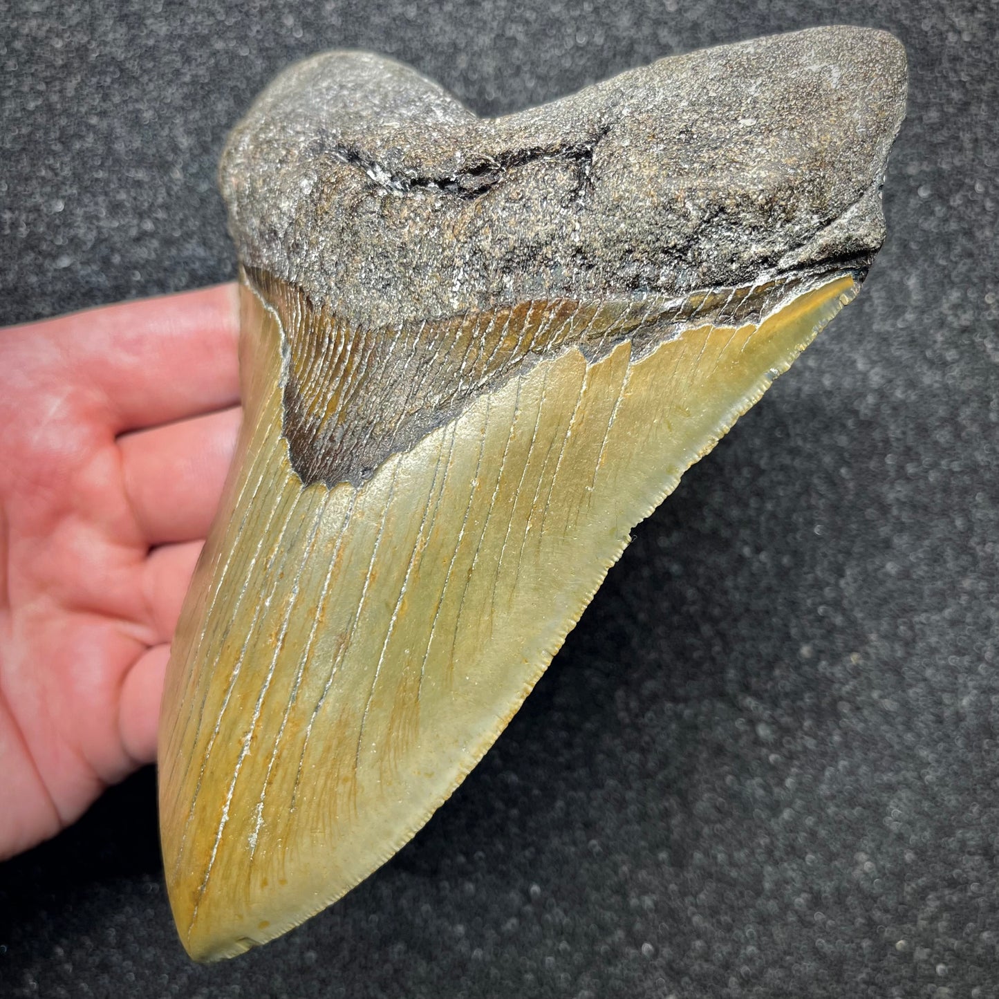 F2933 | Squalo | Otodus megalodon