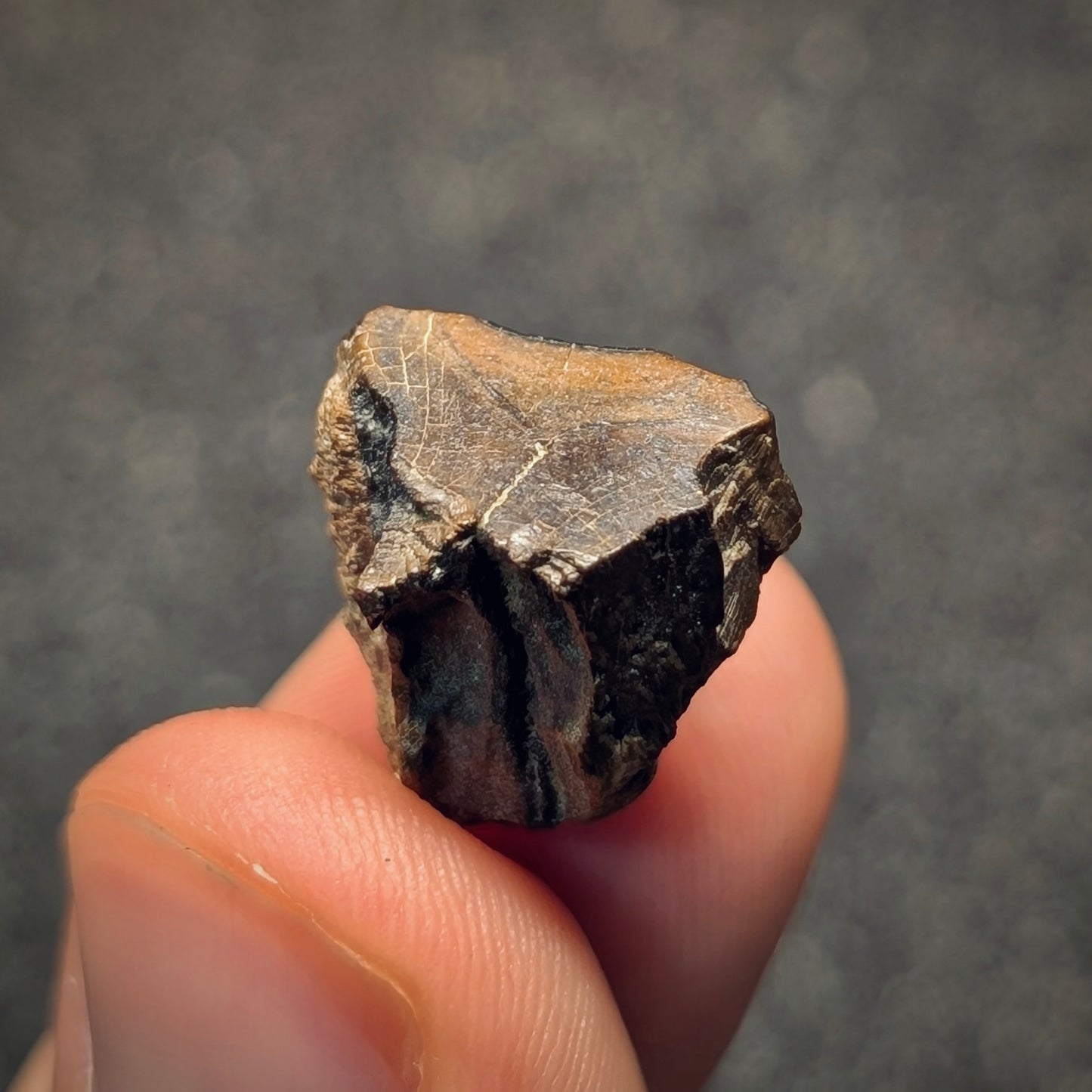 F2801 | Dinosauro | Triceratops sp.