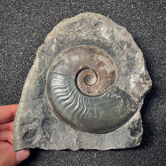 F1983 | Ammonite | Harpoceras sp.