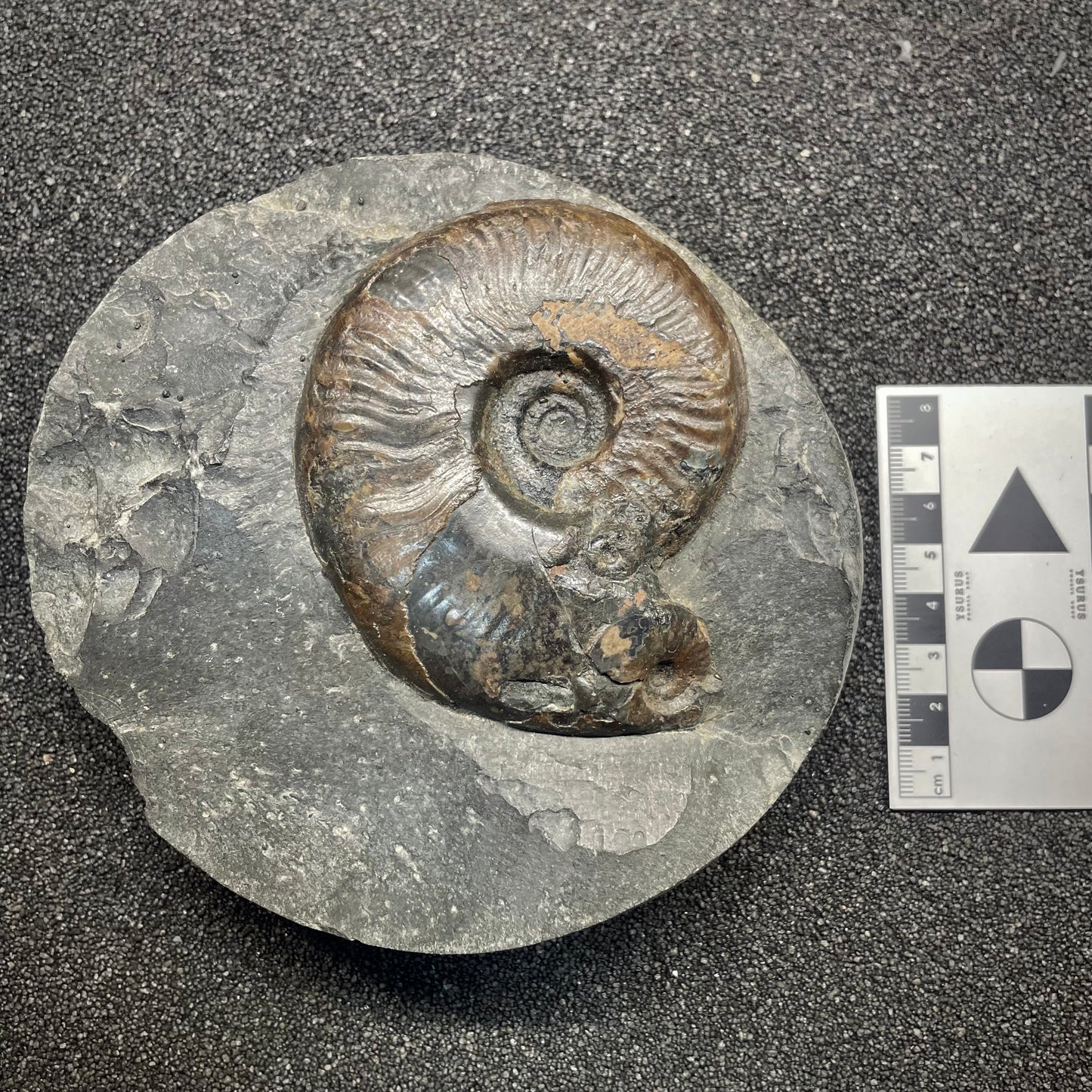F2815 | Ammonite | Harpoceras sp.