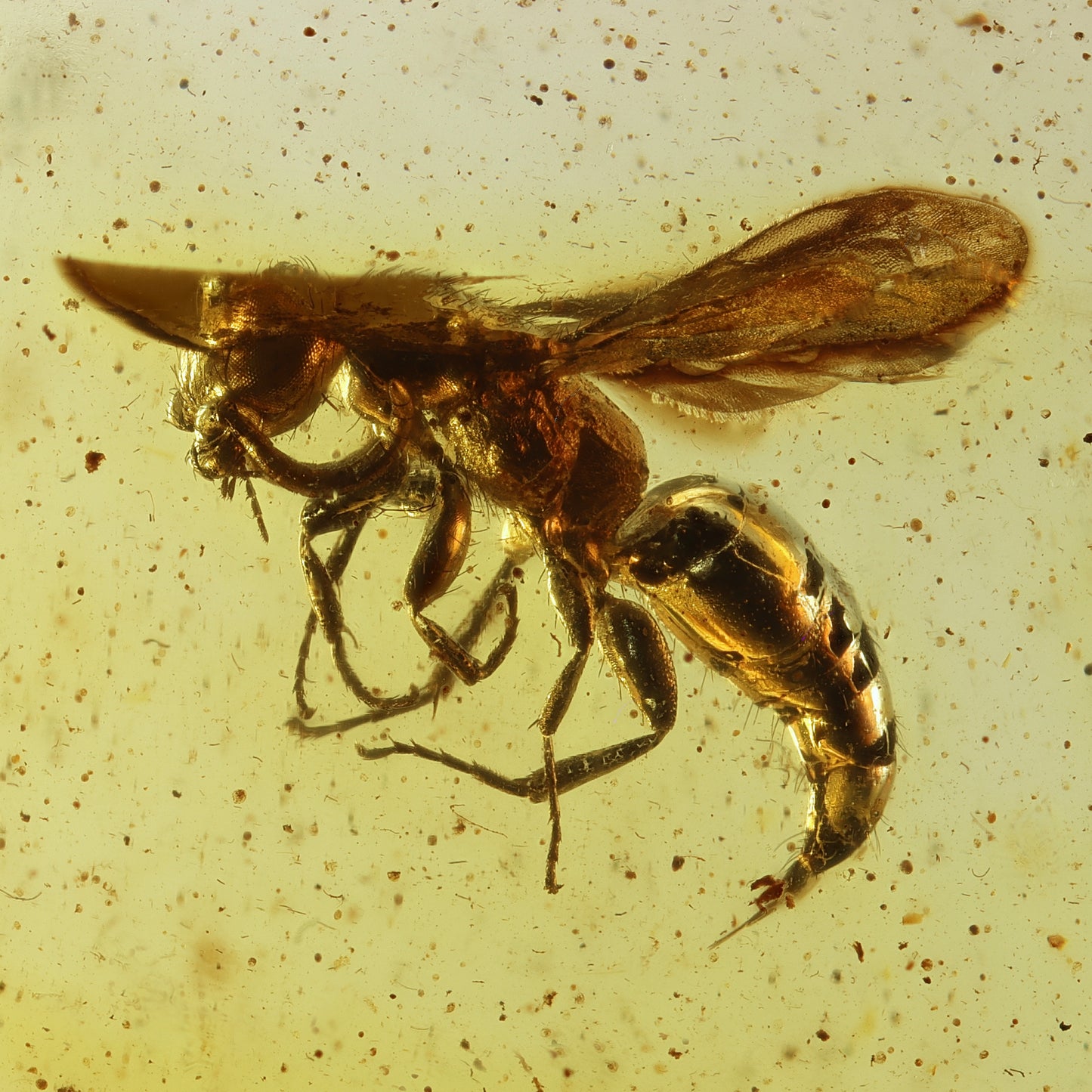 F2834 | RARO | Ambra con inclusione | Bethylidae indet.