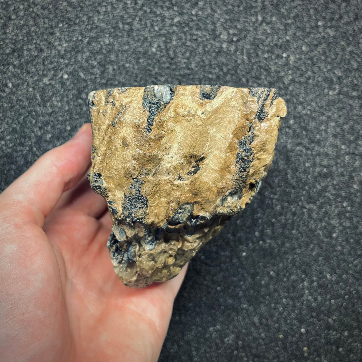F2783 | Mammut | Mammuthus sp.