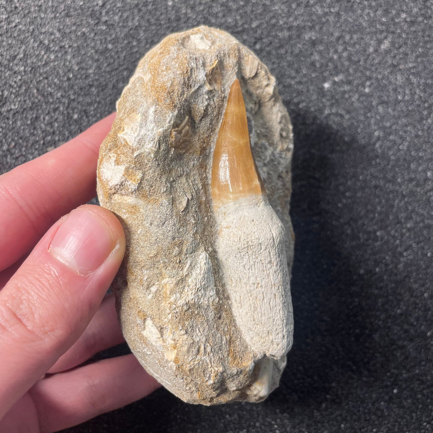F2197 | Mosasauro | Mosasauridae indet. & Enchodus libycus