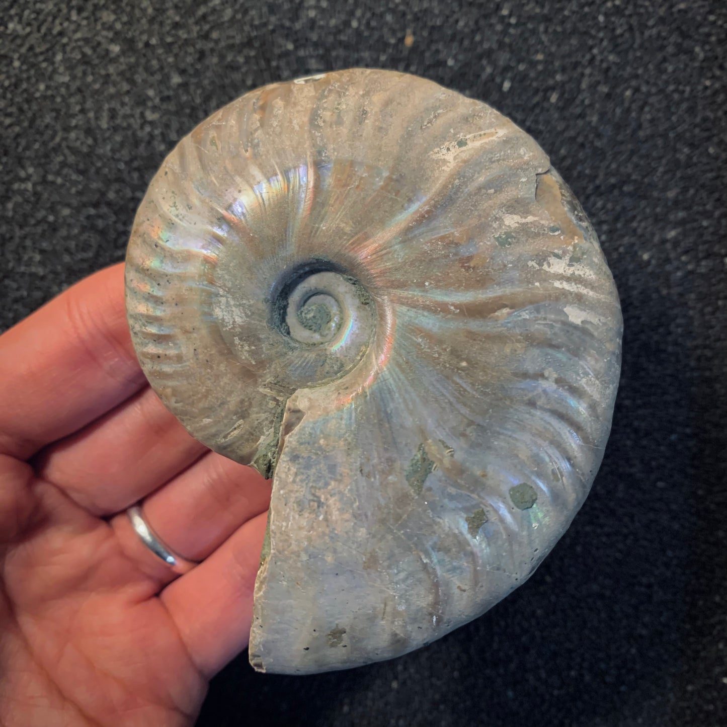 F465 | Ammonite | Cleoniceras sp.
