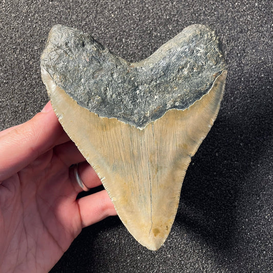 F2358 | Squalo | Otodus megalodon