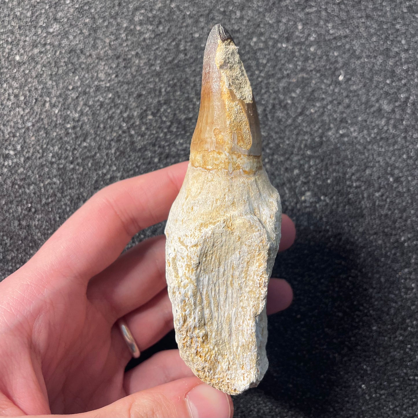 F2209 | Mosasauro | Prognathodon sp.