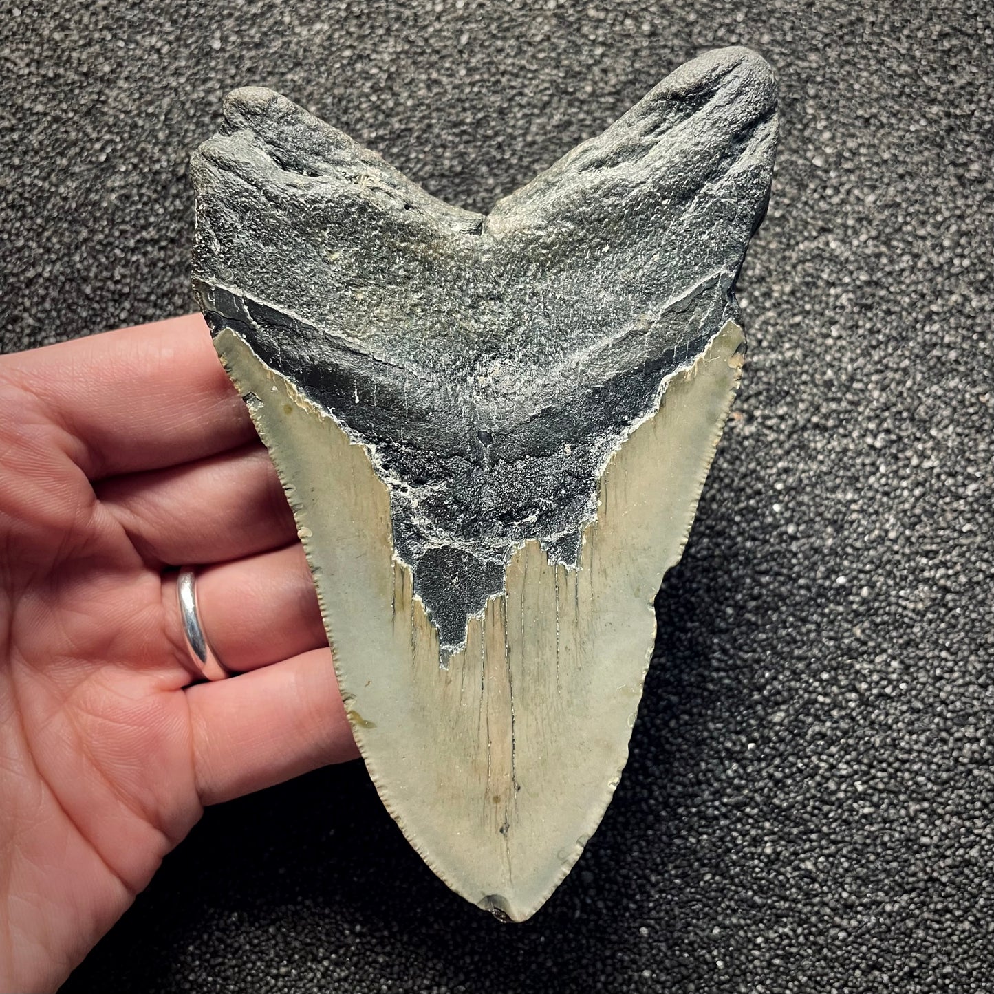 F2135 | Squalo | Otodus megalodon