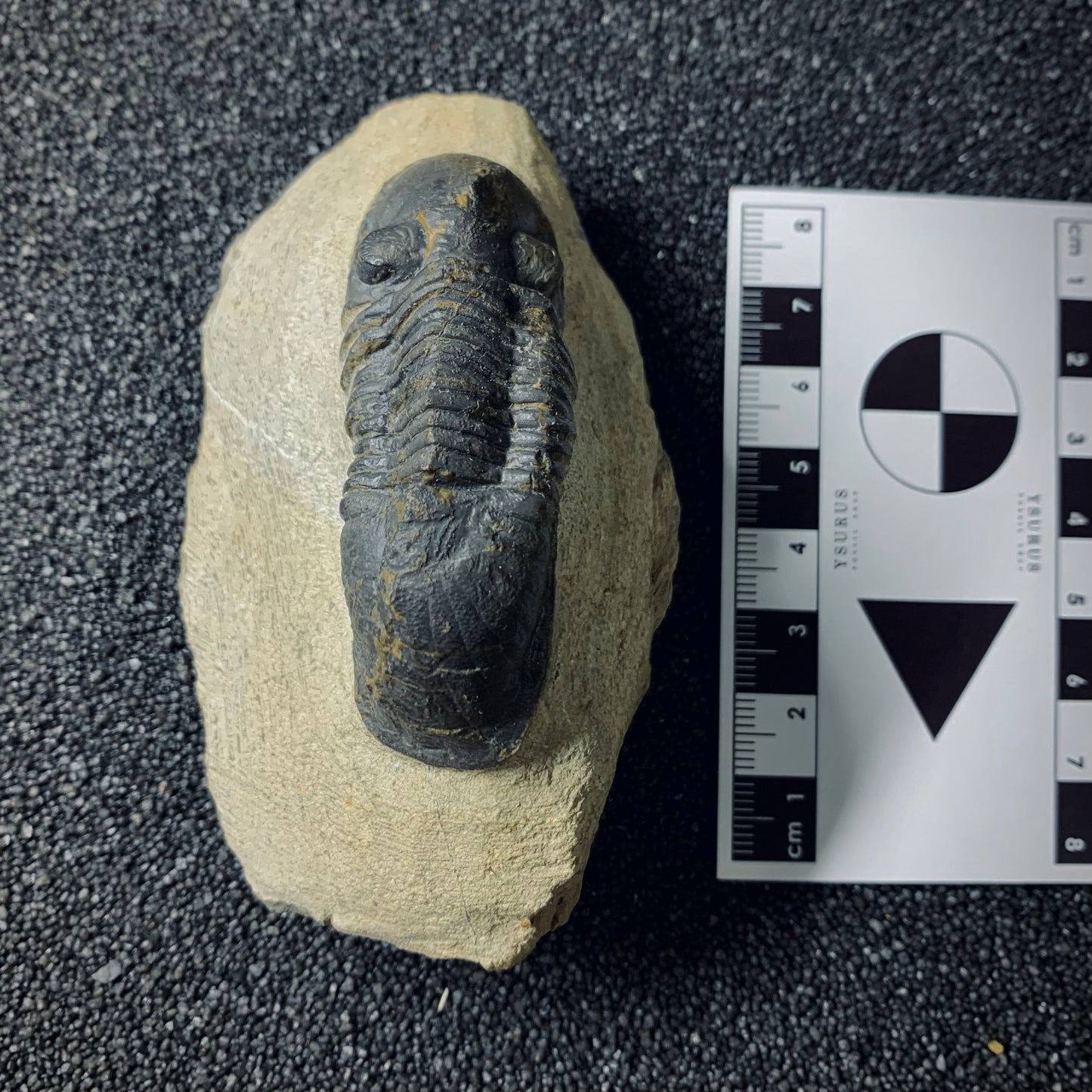 F501 | Trilobite | Paralejurus spatuliforumis