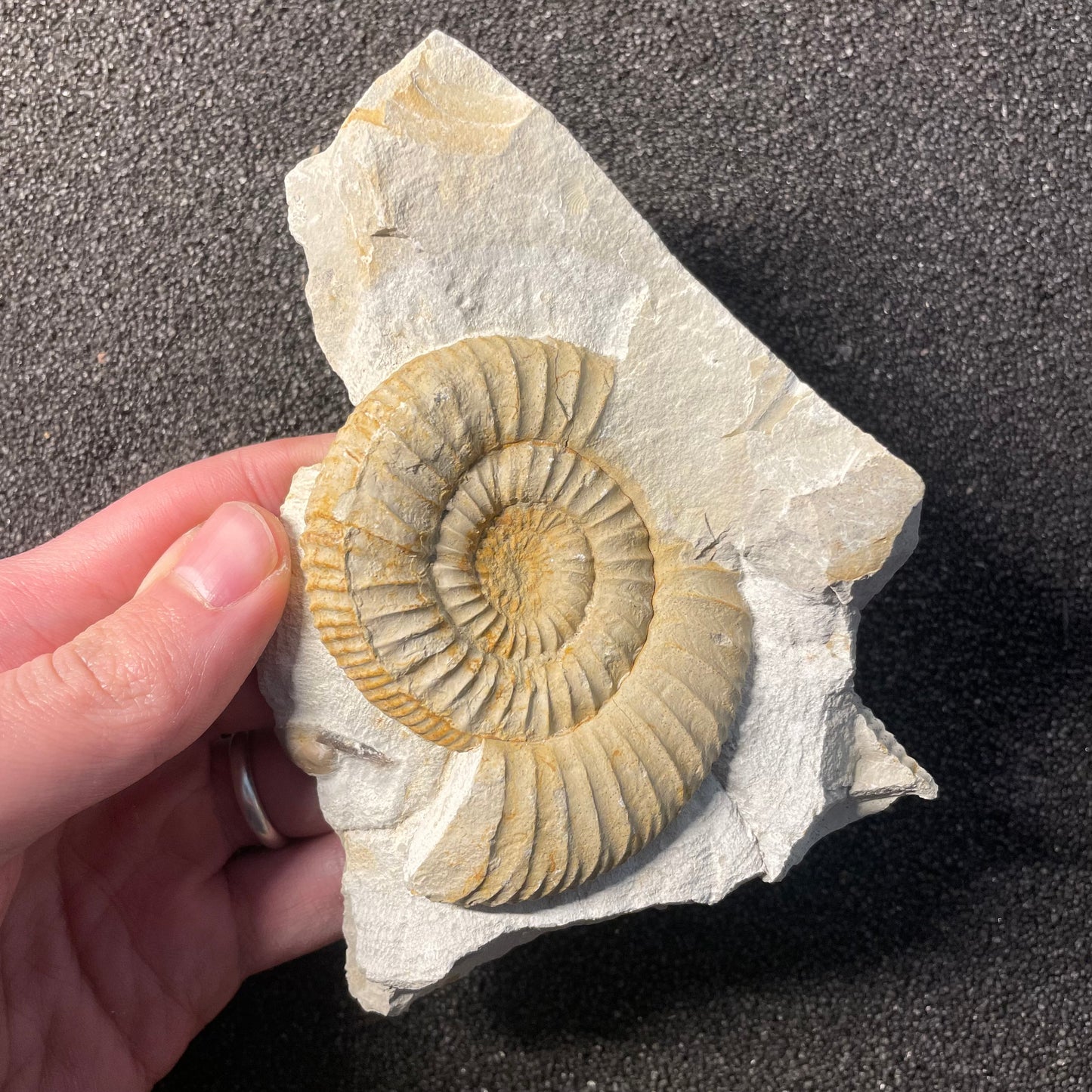 F2532 | Ammonite | Ataxioceras sp.
