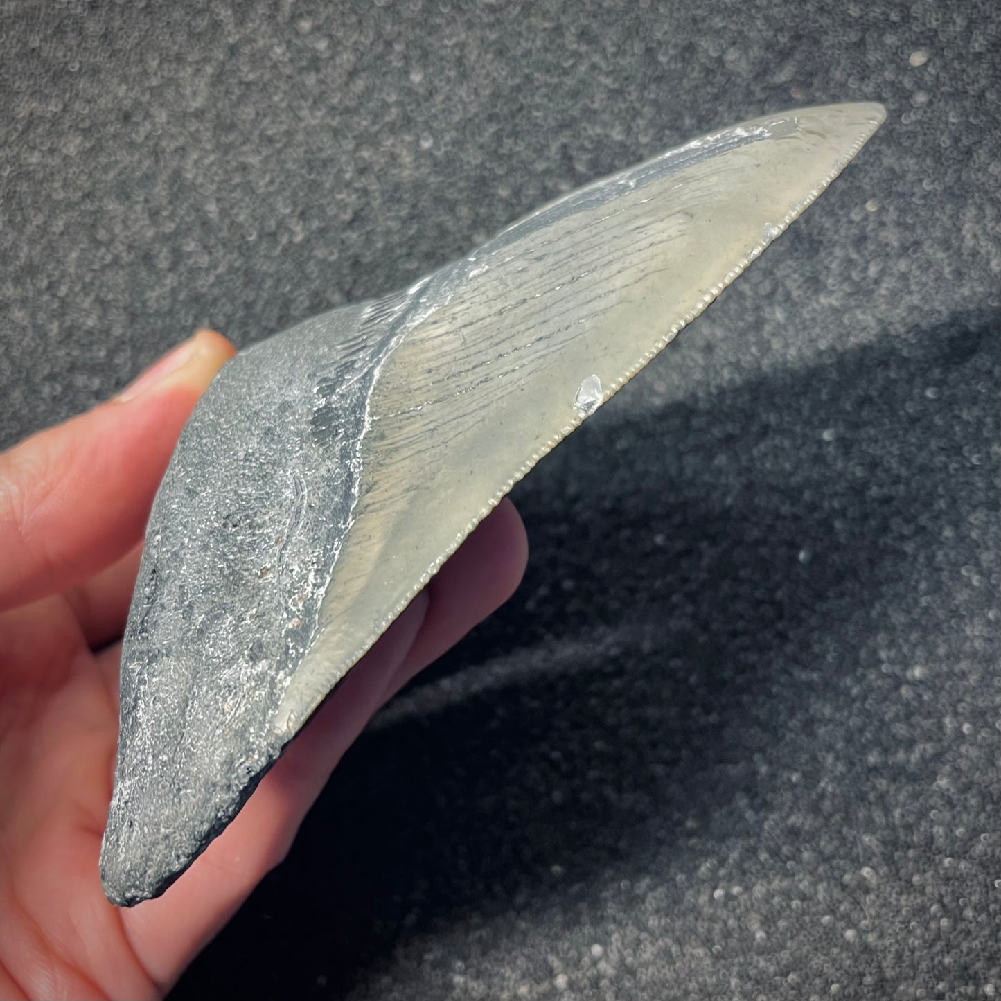 F2581 | Squalo | Otodus megalodon