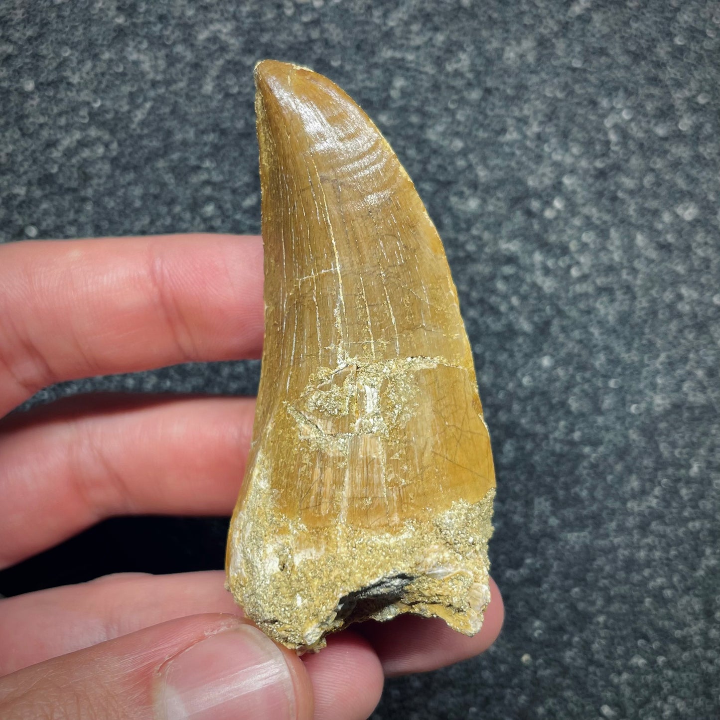 F2695 | Mosasauro | Hainosaurus boubker