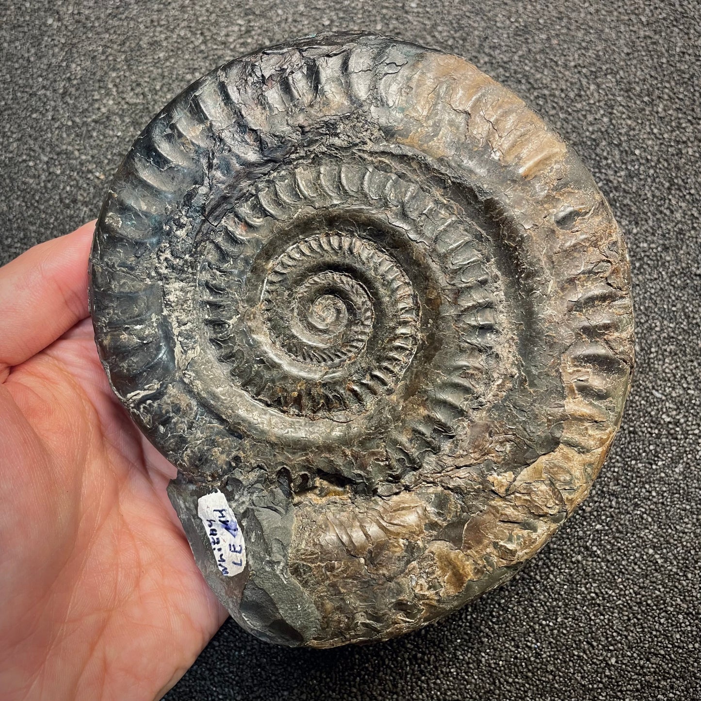 F2811 | Ammonite | Hildoceras sp.